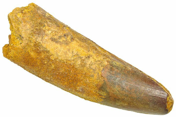 Fossil Spinosaurus Tooth - Feeding Worn Tip #361296